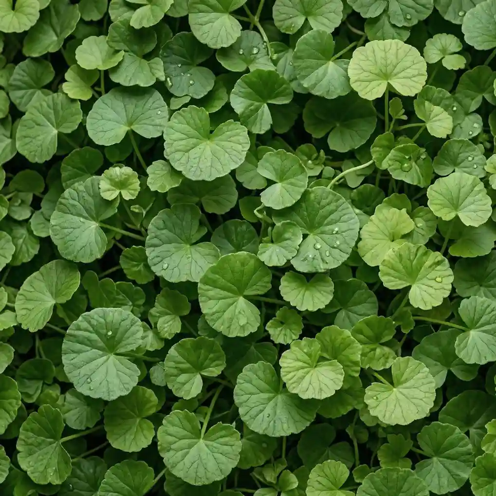 Ziele wąkroty azjatyckiej – składnik produktu PlantaHerb