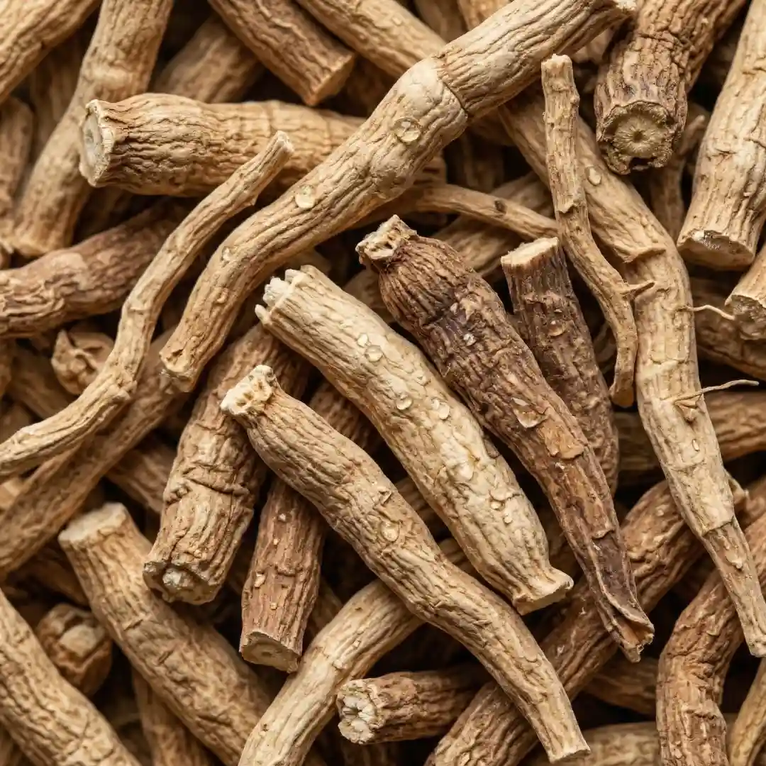 Korzeń witanii ospałej – składnik produktu PlantaHerb