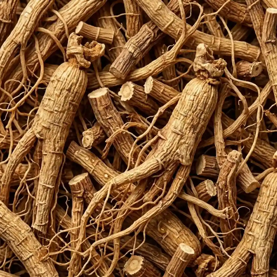 Korzeń pelargonii południowoafrykańskiej – składnik produktu PlantaHerb