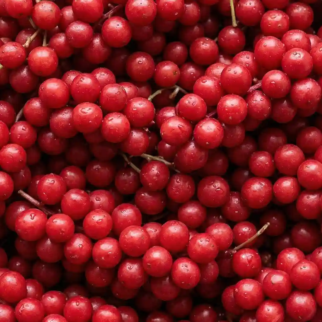 Owoce cytryńca chińskiego – składnik produktu PlantaHerb