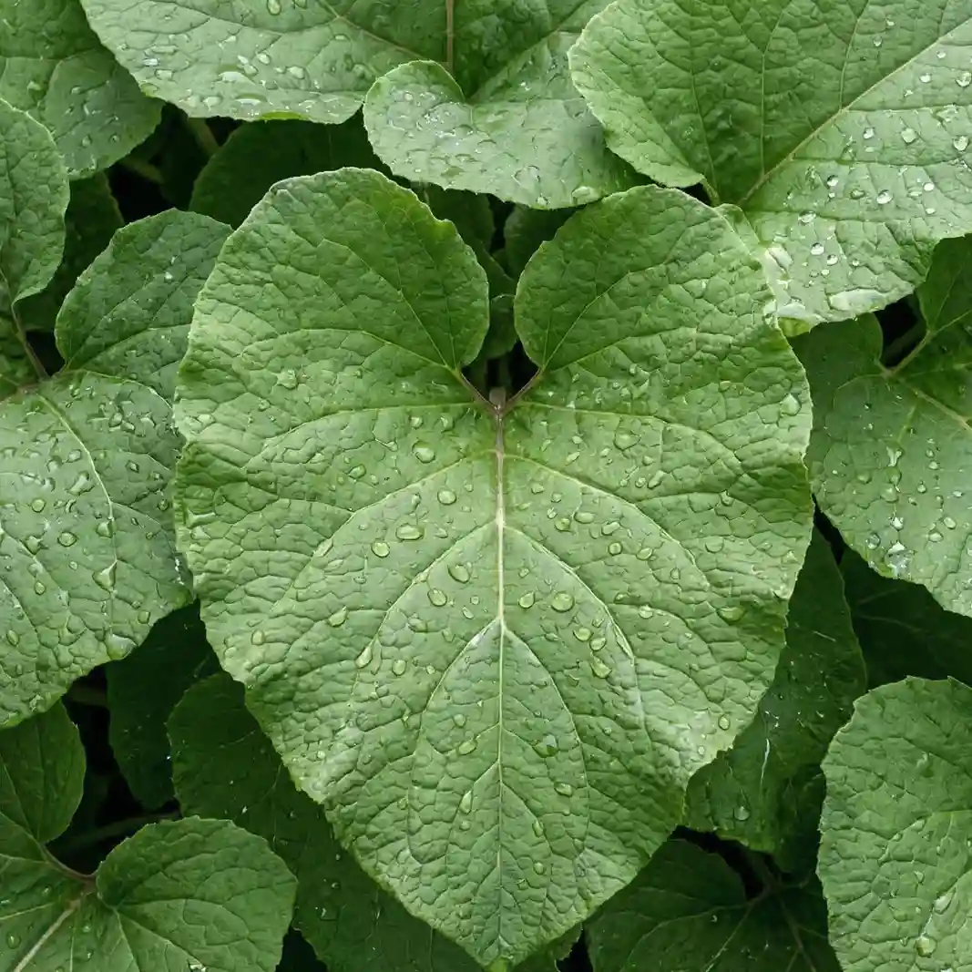 Korzeń łopianu większego – składnik produktu PlantaHerb