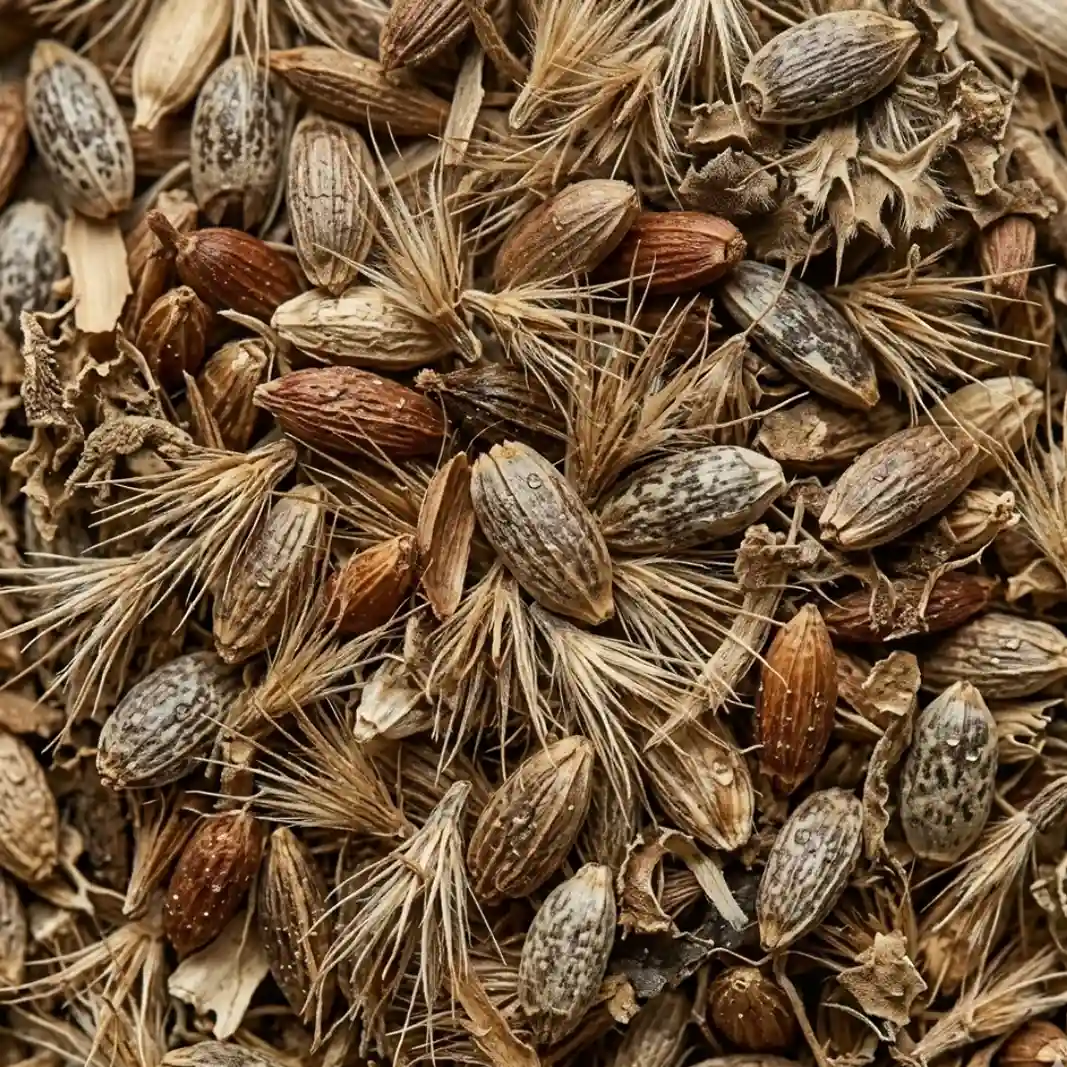 Ostropest plamisty (Silybum marianum) – składnik produktu | PlantaHerb
