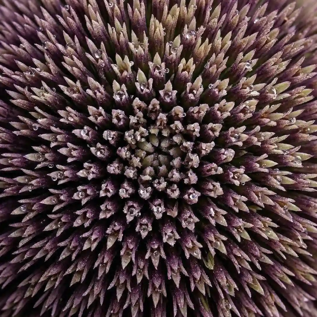 Skoncentrowany ekstrakt z ziela jeżówki purpurowej (Echinacea purpurea)