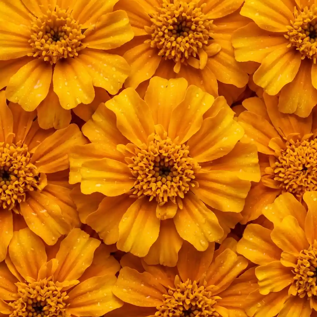 Aksamitka wzniesiona (Tagetes erecta) – składnik produktu | PlantaHerb