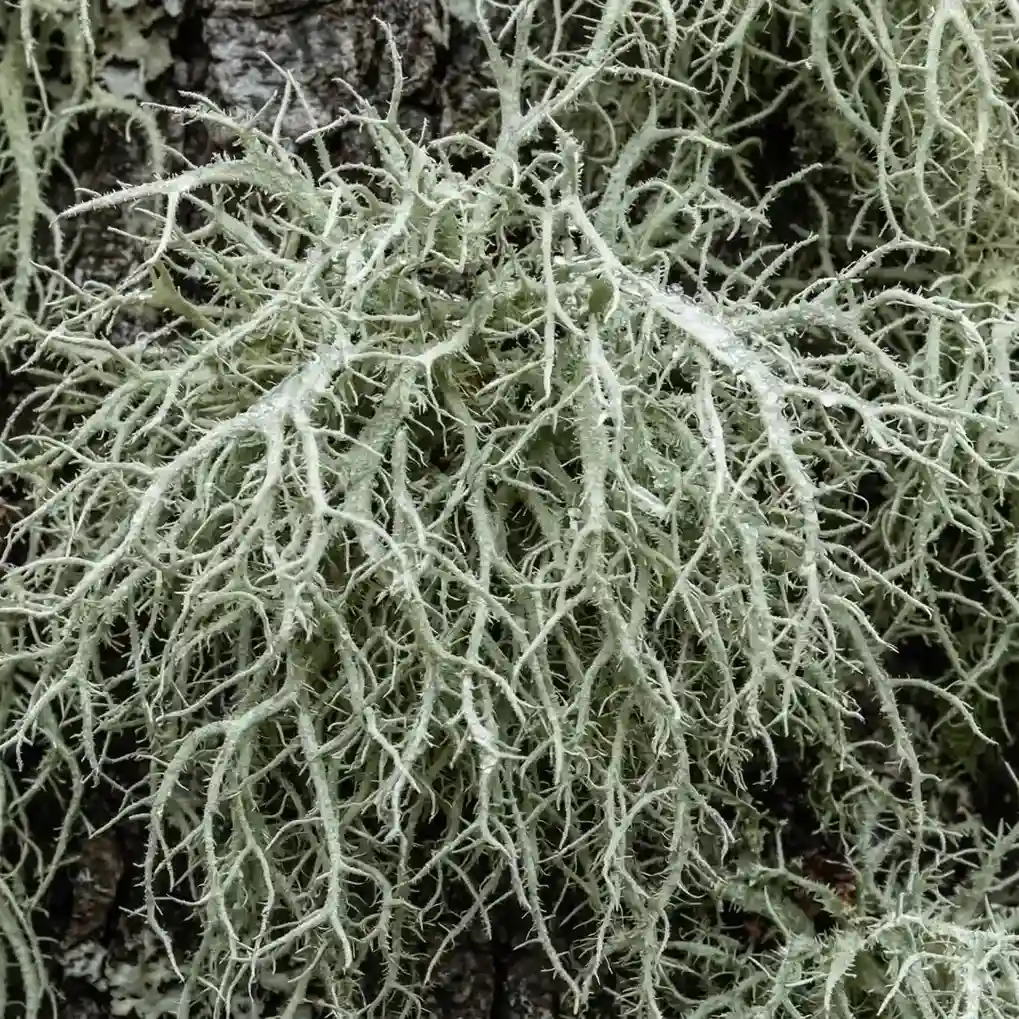Plecha brodaczki zwyczajnej – składnik produktu PlantaHerb