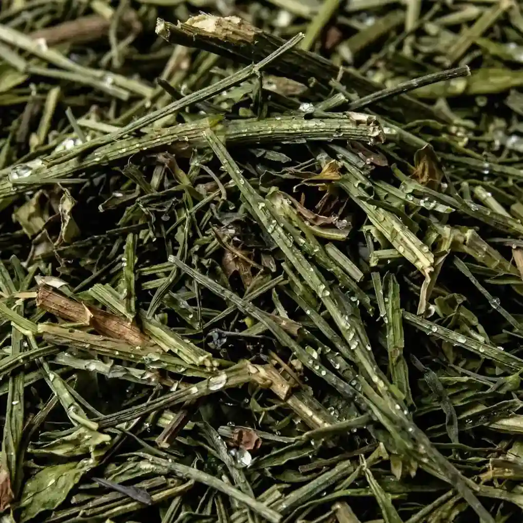 Korzeń brodziuszki wiechowatej – składnik produktu PlantaHerb